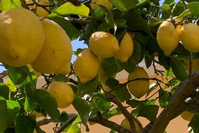 3 Hour Walking Tour of Sorrento with Local Food Tasting - Key points to know before booking