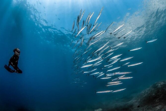 Afternoon snorkelling guided by a marine biologist in Sorrento - Two sites bring variety to the afternoon