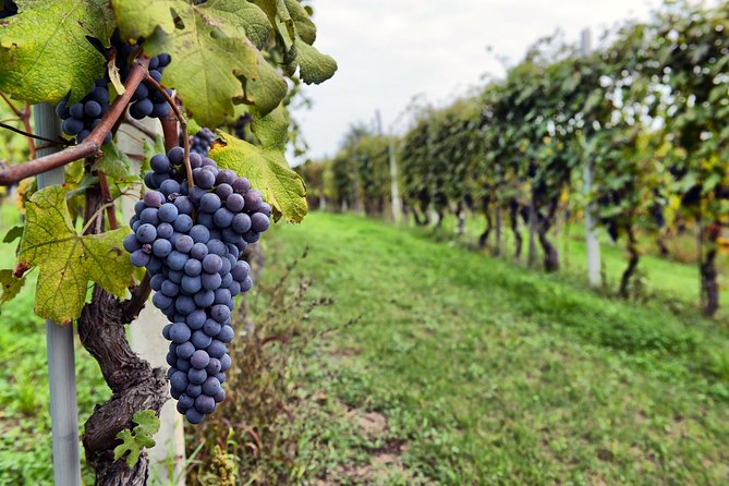All Inclusive Pompeii, Vesuvius, wine tasting & light lunch - Is $642.75 per person a fair price?