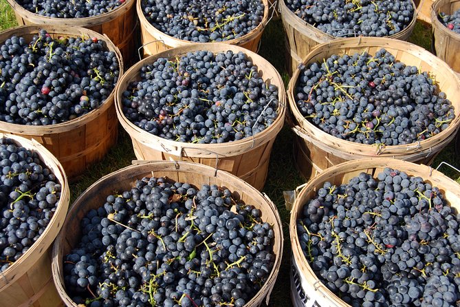 All Inclusive Pompeii, Vesuvius, wine tasting & light lunch - The right way to prepare