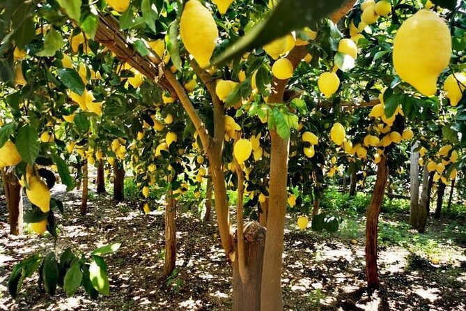 Amalfi Coast - Maiori: Path of Lemons Tour with Tasting - Key points to know before booking