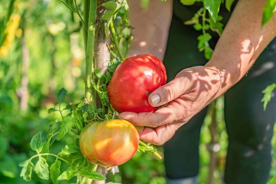 Amalfi Coast: Pizza & Mozzarella Class with Farmhouse visit - Making pizza above the Amalfi Coast
