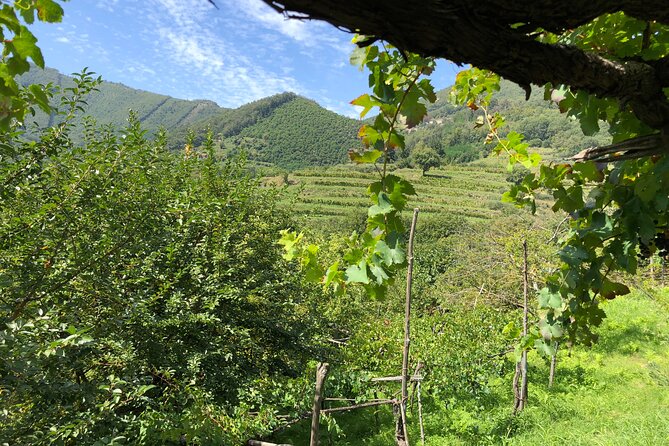 Amalfi coast private tour with Amalfi Ravello and Wine Tour from Positano - Positano in one hour: views, shops, and the cathedral
