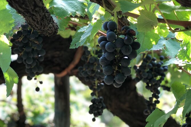 Amalfi coast private tour with Amalfi Ravello and Wine Tour from Positano - Is $590.60 per person a fair price?