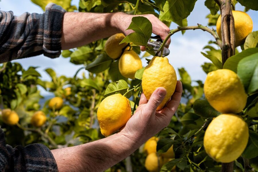 Amalfi: Cooking Class and Farmhouse Visit With Meal - What the Amalfi Heaven Gardens experience feels like
