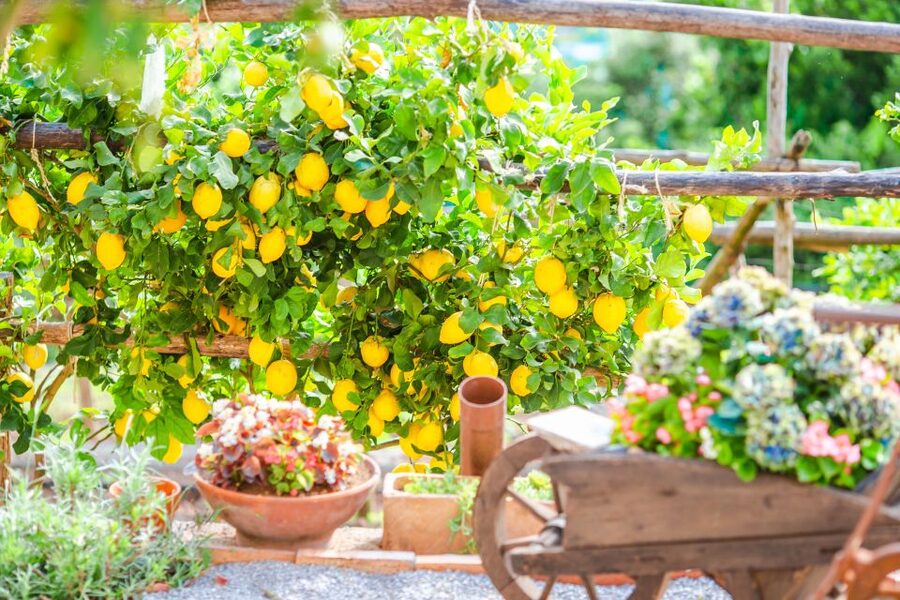 Amalfi: Cooking Class and Farmhouse Visit With Meal - The lemon grove makes a fine final stop
