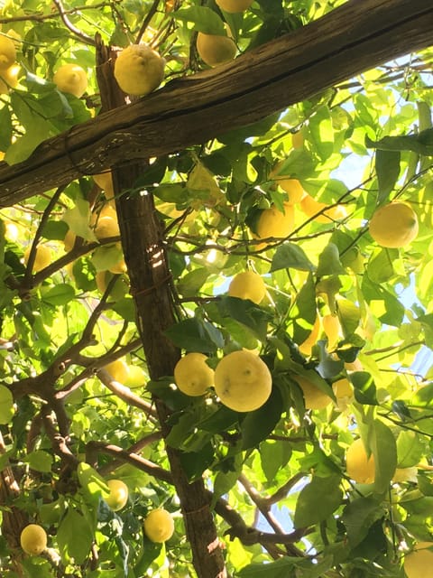 Amalfi Organic Lemon Tour & Tasting in the Historical Garden - Walking among the Sfusato lemon trees