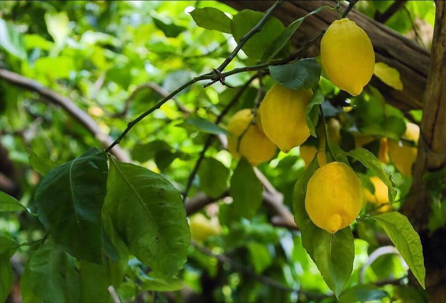 Amalfi Organic Lemon Tour & Tasting in the Historical Garden - Timing your visit around the lemon season