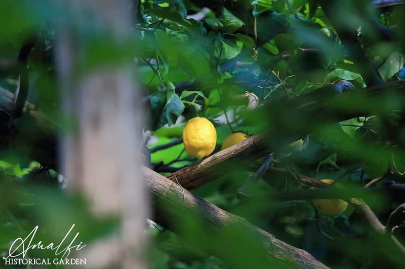 Amalfi Organic Lemon Tour & Wine Tasting + Dinner or Lunch - Who will enjoy this Amalfi outing most