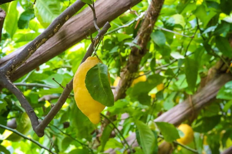 Amalfi Organic Lemon Tour & Wine Tasting + Dinner or Lunch - What the three-hour route includes