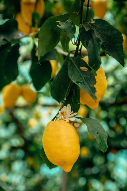 Amalfi: Vertical Lemon Farm Tour, Tastings, and Rural Museum - Key points about the Amalfi lemon farm