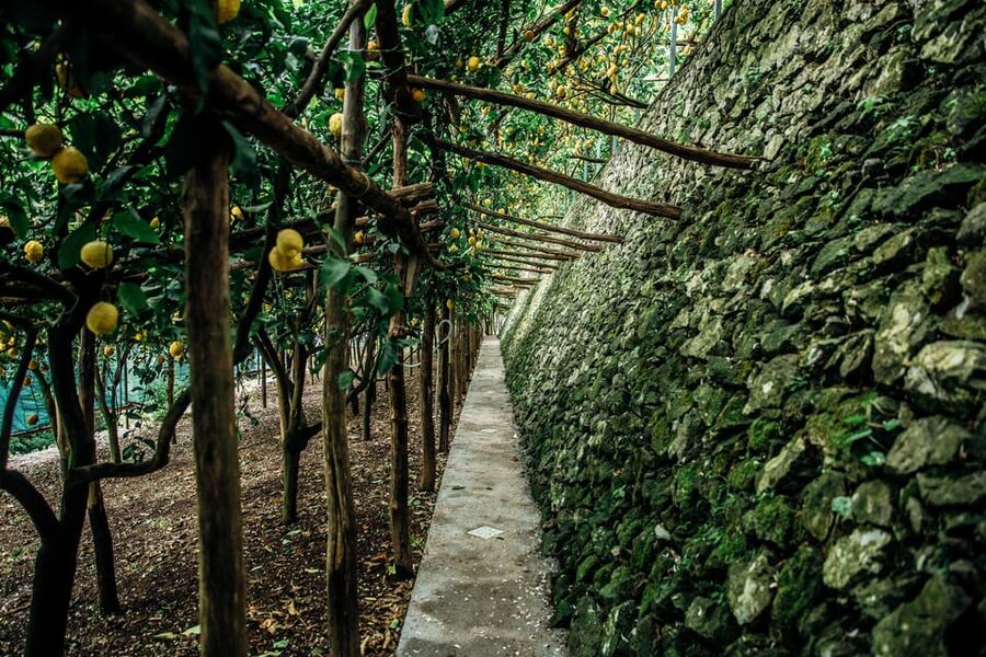 Amalfi: Vertical Lemon Farm Tour, Tastings, and Rural Museum - The rural museum and the work behind the fruit