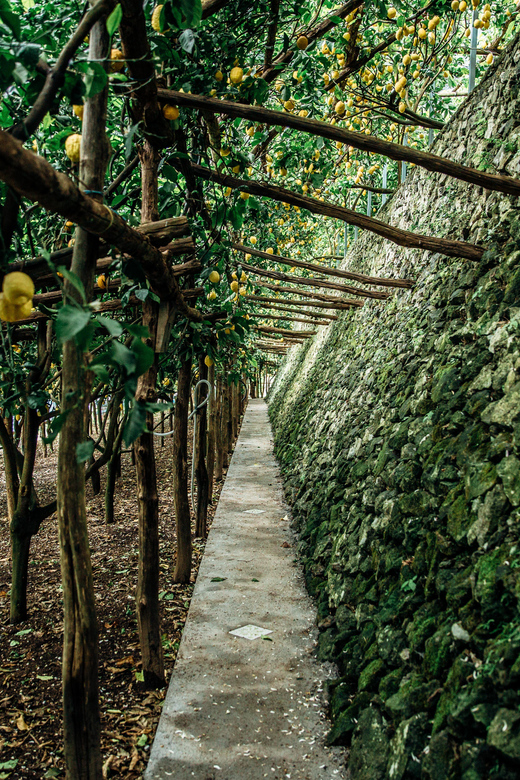 Amalfi: Vertical Lemon Farm Tour, Tastings, and Rural Museum - Final decision: book it for the farm, not just the drink