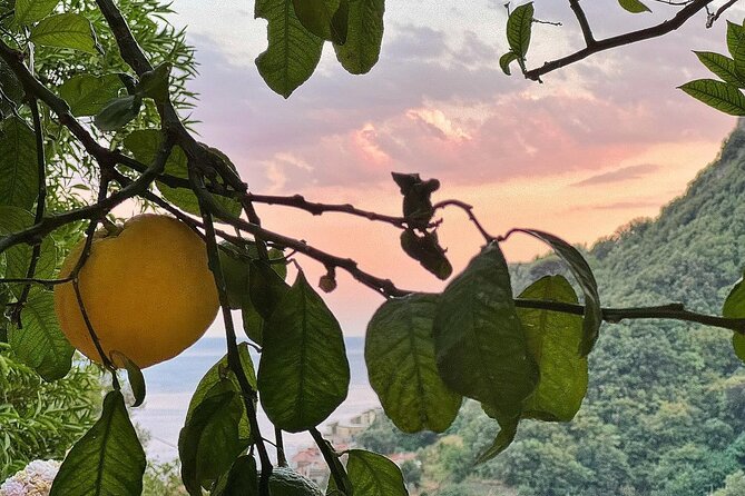 Authentic Amalfi Lemon Tour & Tasting in the Historical Garden - Why Amalfi’s lemon terraces matter