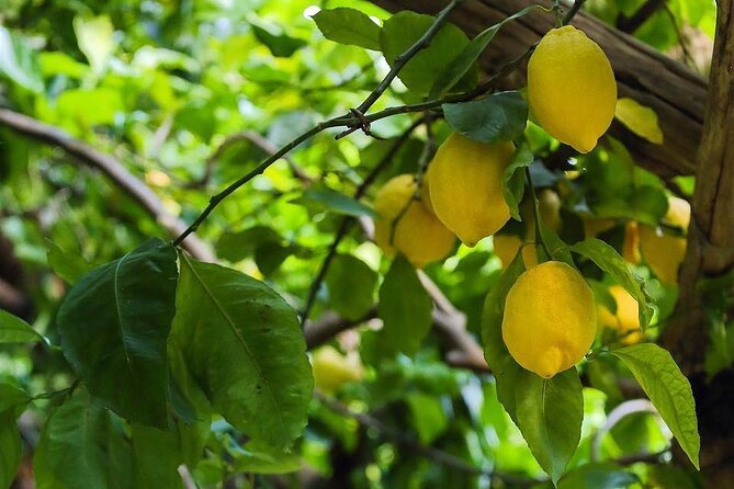 Authentic Amalfi Lemon Tour & Tasting in the Historical Garden - How the small group changes the experience