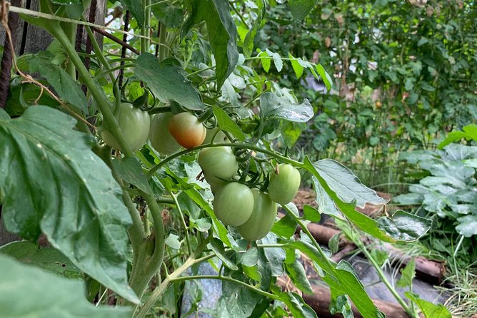Cook and Eat in a Citrus Grove in Sorrento - Pasta Dough, Filling, and Sauce