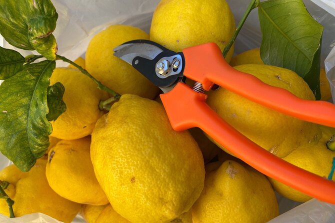 Cooking Class: hand made pasta from scratch in Sorrento - What makes the garden ingredients matter