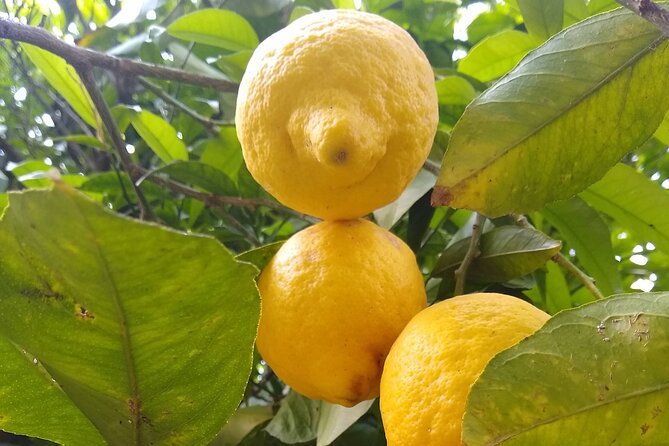 Cooking class in Capri for small groups - A Capri cooking class that begins with lemons and garden produce