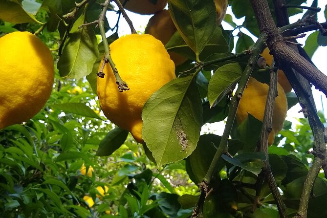 Cooking class in Capri for small groups - Meeting Vittoria and Alessia in their garden
