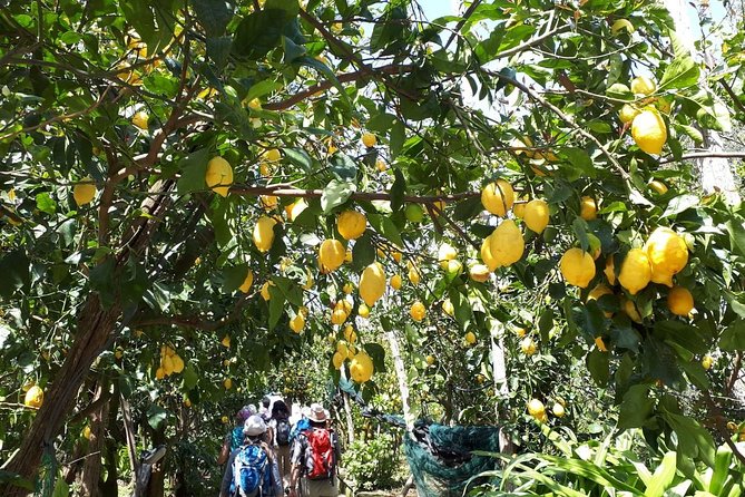 DISCOVER SORRENTO, food &Walking tour . Lemons-cheese&olive oil - Limoncello, lemon products, and the final stop