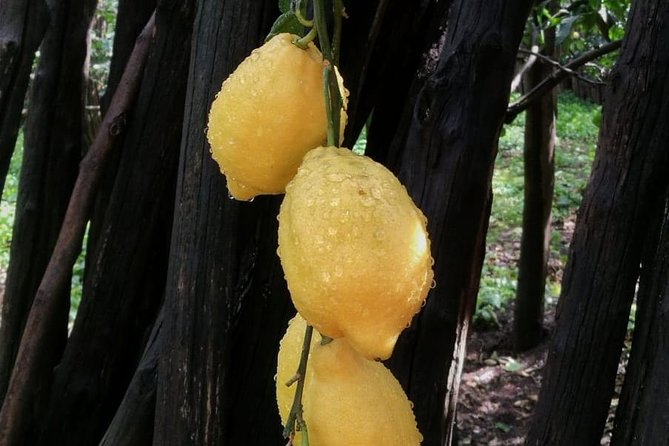 DISCOVER SORRENTO, food &Walking tour . Lemons-cheese&olive oil - From Piazza Tasso into Sorrento’s older lanes