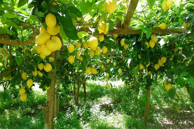 Discover Sorrento with food tasting and walking Tour - The limoncello stop and its limits