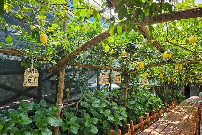 E-Bike Tour in the Sorrento Peninsula and Visit to Acetaia - Santa Maria Annunziata and the farmhouse visit