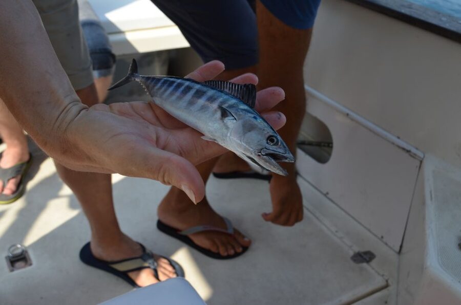 From Sorrento: Fishing in Capri with Lunch - Group size, comfort, and the day’s pace