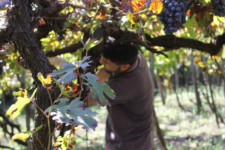 From Sorrento: Full-Day Pompeii & Wine Tasting Tour - Seeing Pompeii in two focused hours