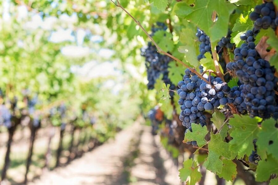 From Sorrento: Pompeii & Mt. Vesuvius Tour with Lunch & Wine - How the guides shape the day