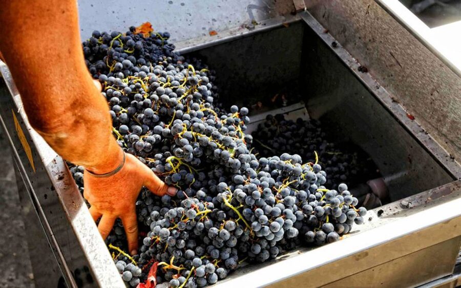 From Sorrento: Winery Tour, Tasting & Lunch - Key points to know before booking