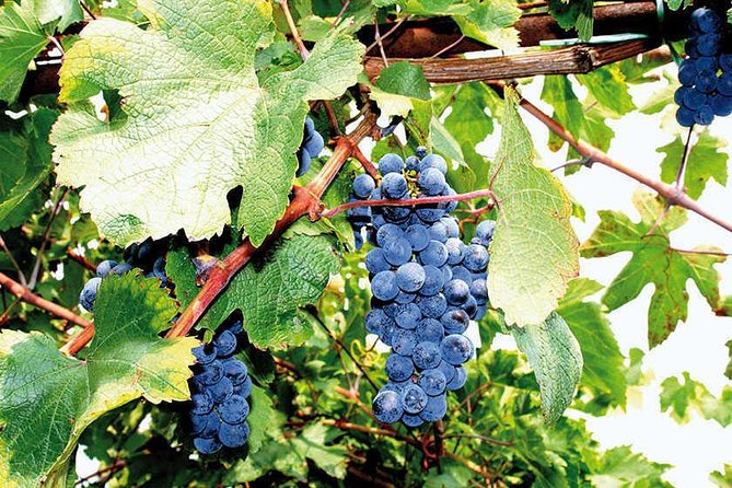 Full Day Small Group Pompeii Tour from Sorrento with Local Wine Tasting - Bosco de’ Medici Winery and the Mount Vesuvius setting