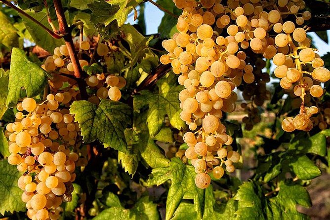 Full Day Small Group Pompeii Tour from Sorrento with Local Wine Tasting - Who will enjoy this seven-hour day?