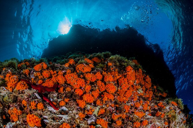 Guided diving for beginners without certification from Sorrento - First session: learning at 6 meters