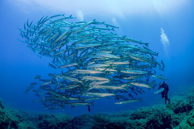 Guided diving for beginners without certification from Sorrento - How the small group changes the experience