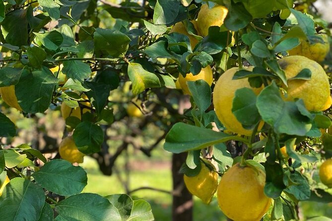 Guided tour of a historic lemon grove in Sorrento - Key points to know before booking