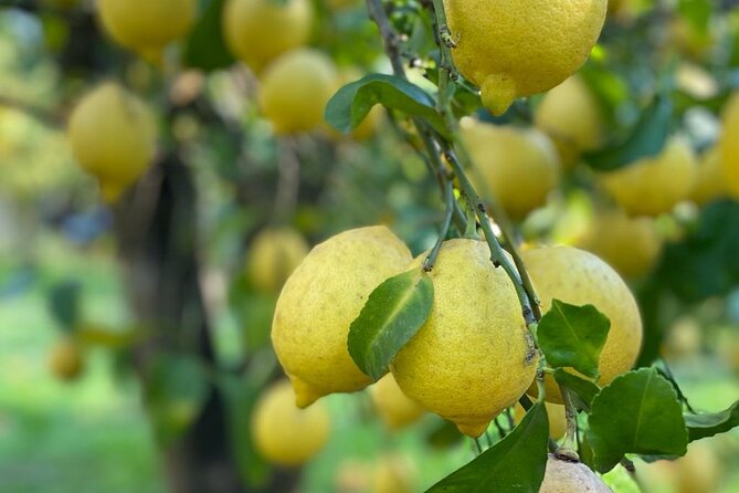 Guided tour of a historic lemon grove in Sorrento - What you see during the 45-minute visit
