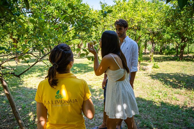 Guided tour of a historic lemon grove in Sorrento - Is $48.27 a fair price?
