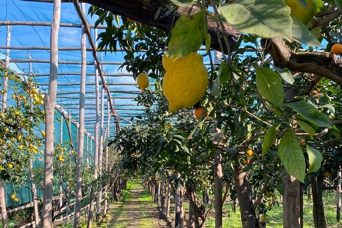 Guided tour of a historic lemon grove in Sorrento - What the guides explain, and how the format works