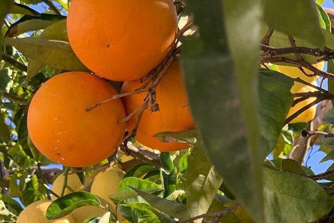 Guided tour of a historic lemon grove in Sorrento - Should you book La Limonaia?
