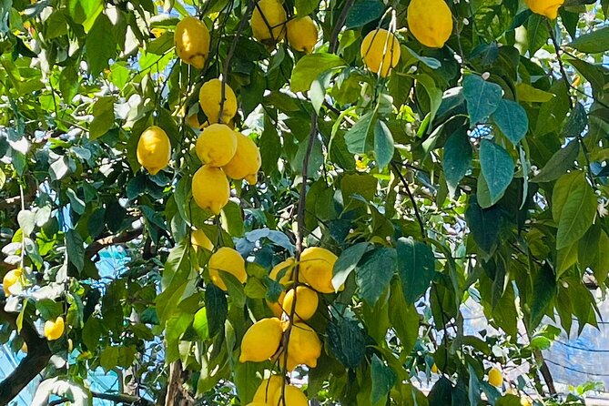Guided tour of the history and tradition of the Sorrento lemon - How Sorrento Lemons Are Traditionally Grown
