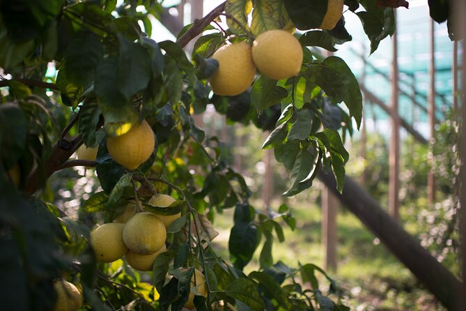 Guided tour of the history and tradition of the Sorrento lemon - Should You Book the Lemon Tour?