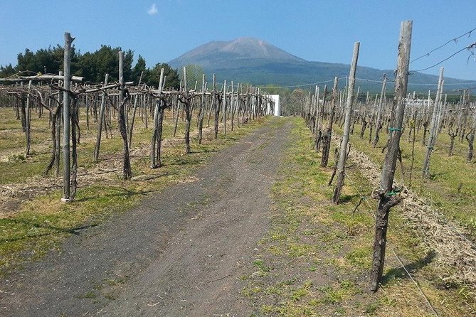 Herculaneum-Wine tour from Sorrento, with licensed guide included - What the private Sorrento pickup changes