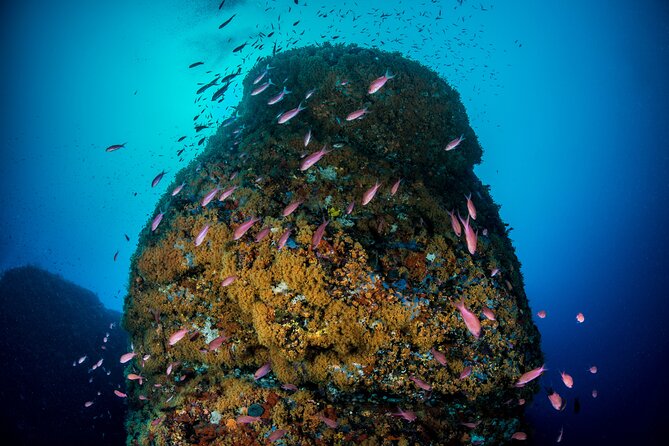 Immersion in Banco Santa Croce from Sorrento with Expert Guide - What the two underwater stops may look like
