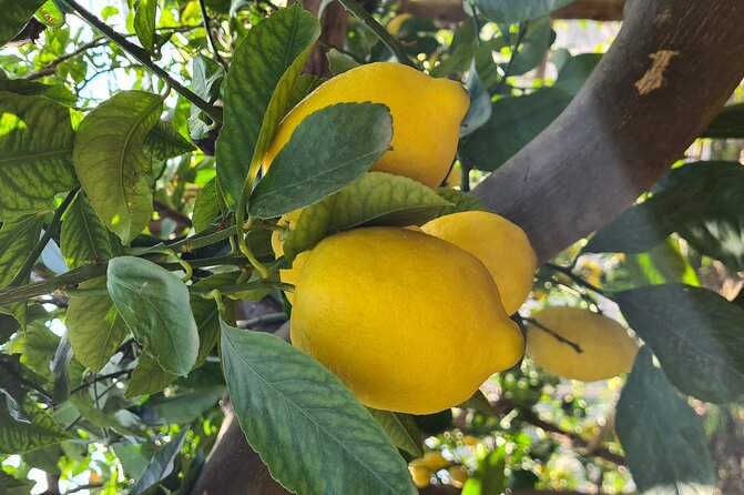 Lemon path hike - Amalfi coast - Walking the Lemon Path above Maiori and Minori