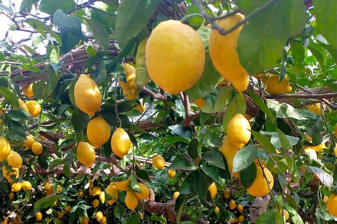 Lemon path hike - Amalfi coast - Heat, hills, and the right level of fitness