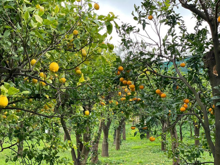 Lemon Tour with Lunch/Dinner - What the $97 price includes