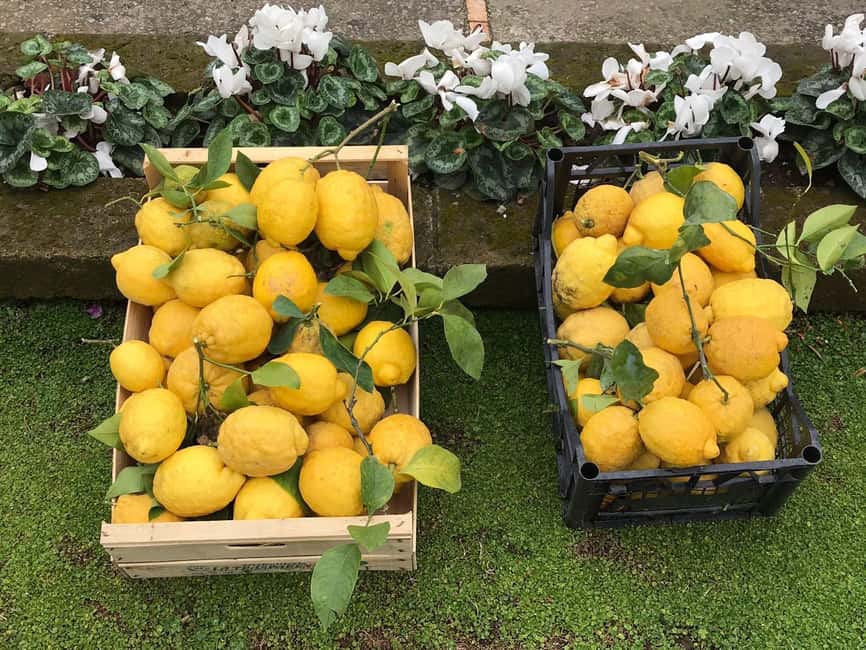 Lemon Tour with Lunch/Dinner - Timing, language, and cancellation details