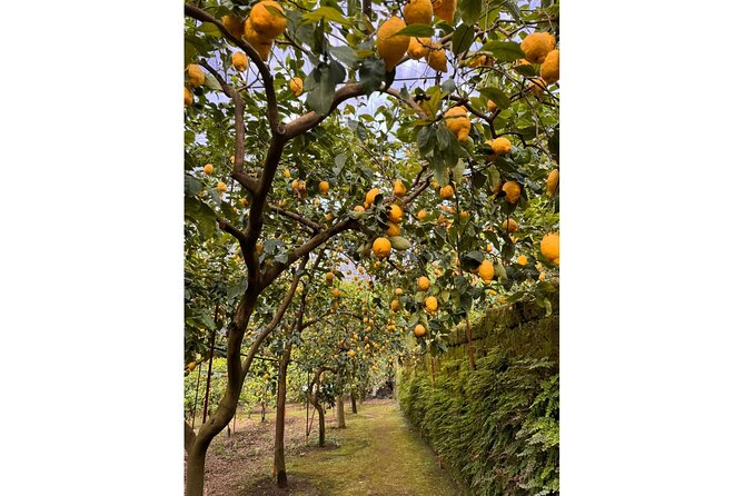Nonno Mario Sorrento Lemon tour - Why this Sorrento lemon farm feels different