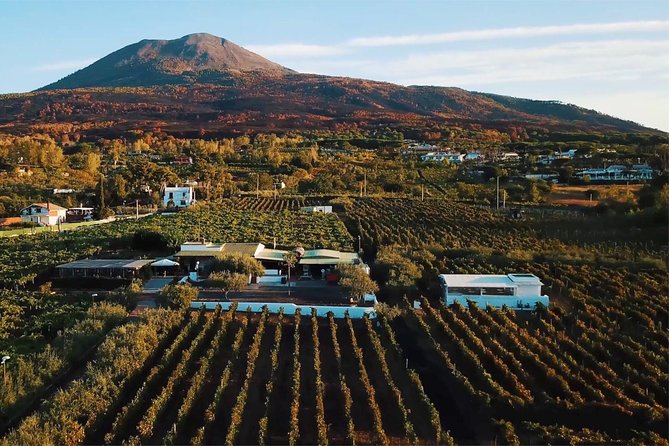 Organic Wine Tasting & Lunch on Vesuvius with Transfer from Sorrento Peninsula - Key points at a glance